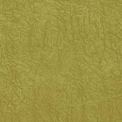 Abelia Chartreuse