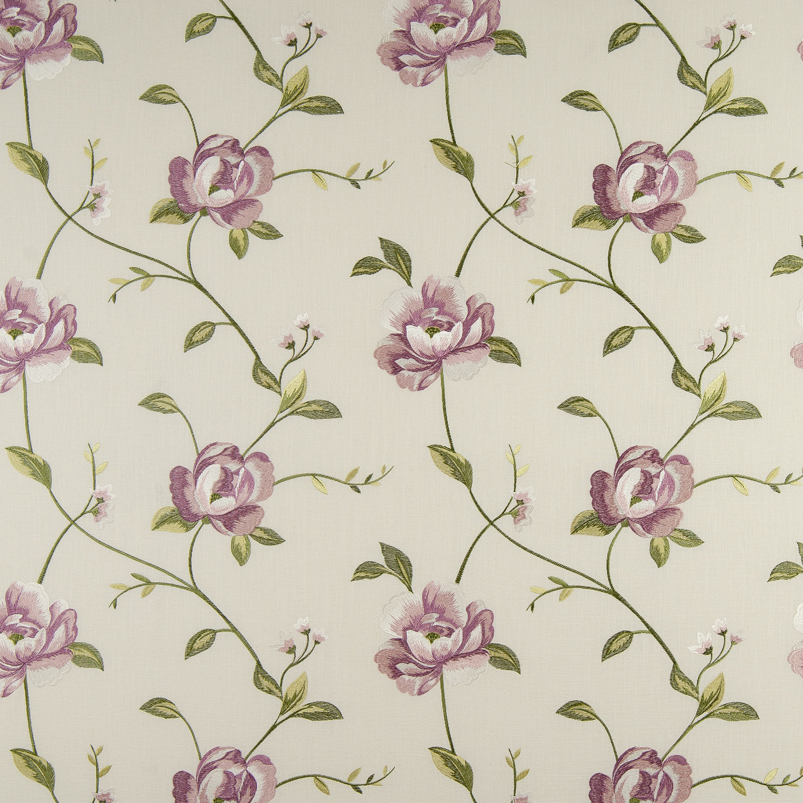 Alderley Rose